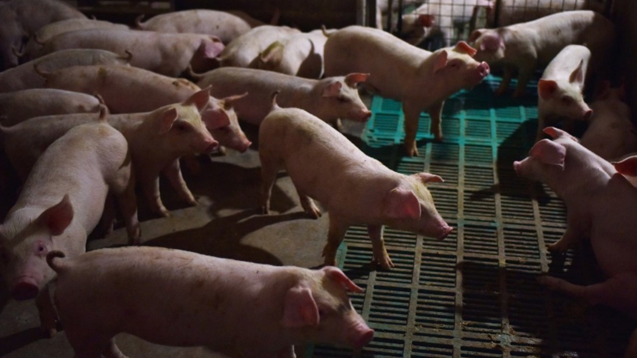 จีนหวั่น ไวรัส‘สายพันธุ์ใหม่’ มีหมูเป็นพาหะ อาจกลายพันธุ์ ระบาดจากคนสู่คน 