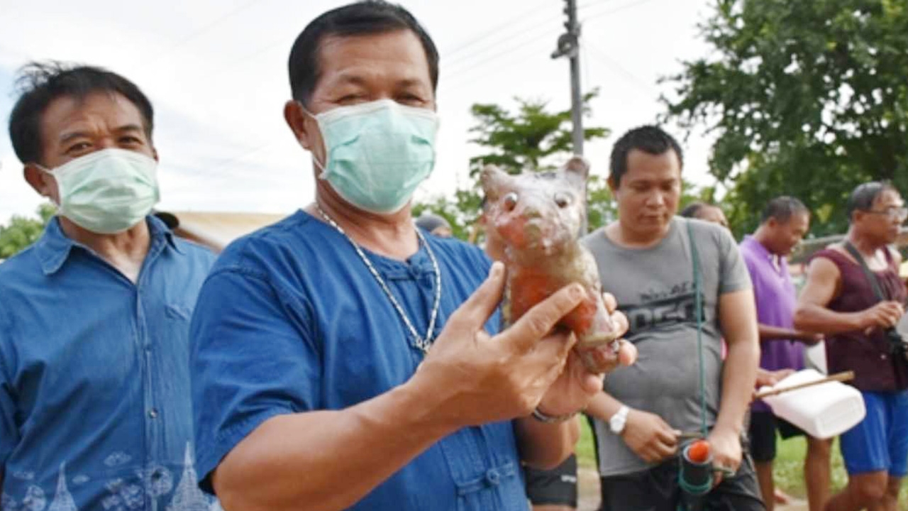 แห่นางแมววิถีใหม่ ใช้เหมียวปลอมเลี่ยงทารุณ ลุ้นจะได้ผลฝนตกหรือไม่ 