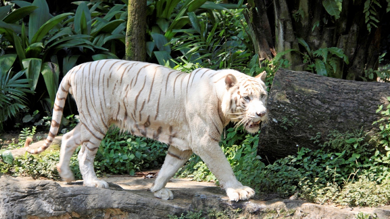 เสือโคร่งขาว...ลูกหลานโมฮัน