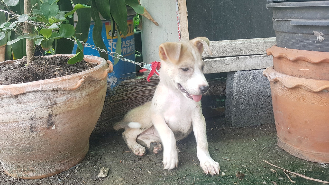 รันทด ไร้งานช่วงโควิด ลูกจำนำมือถือหาค่ารถมาดูศพแม่ถูกหมาบางแก้วแทะหน้า