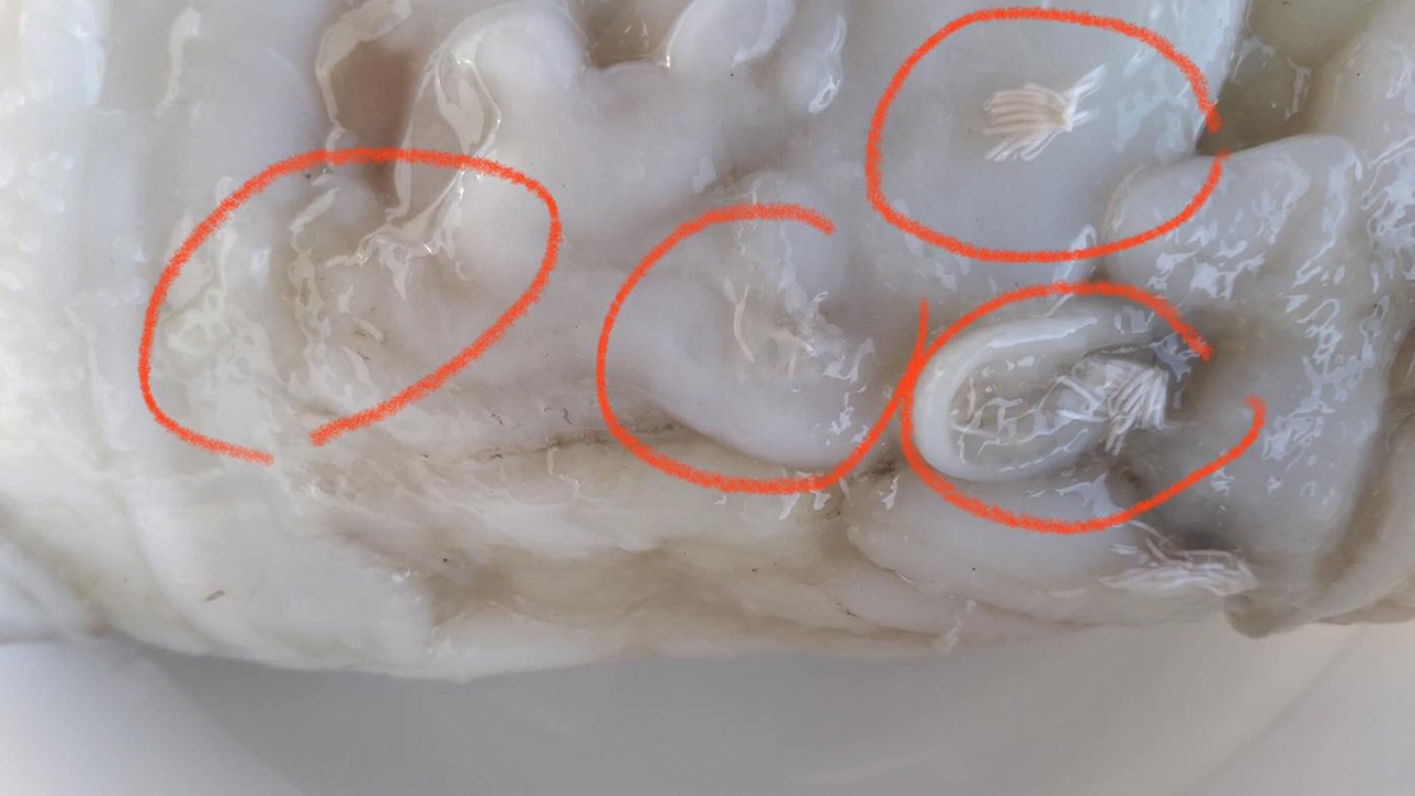 ศูนย์วิจัยโรคปรสิต ยืนยันแล้ว เส้นขาวๆ ในหมึก กินได้ ไม่ใช่พยาธิ