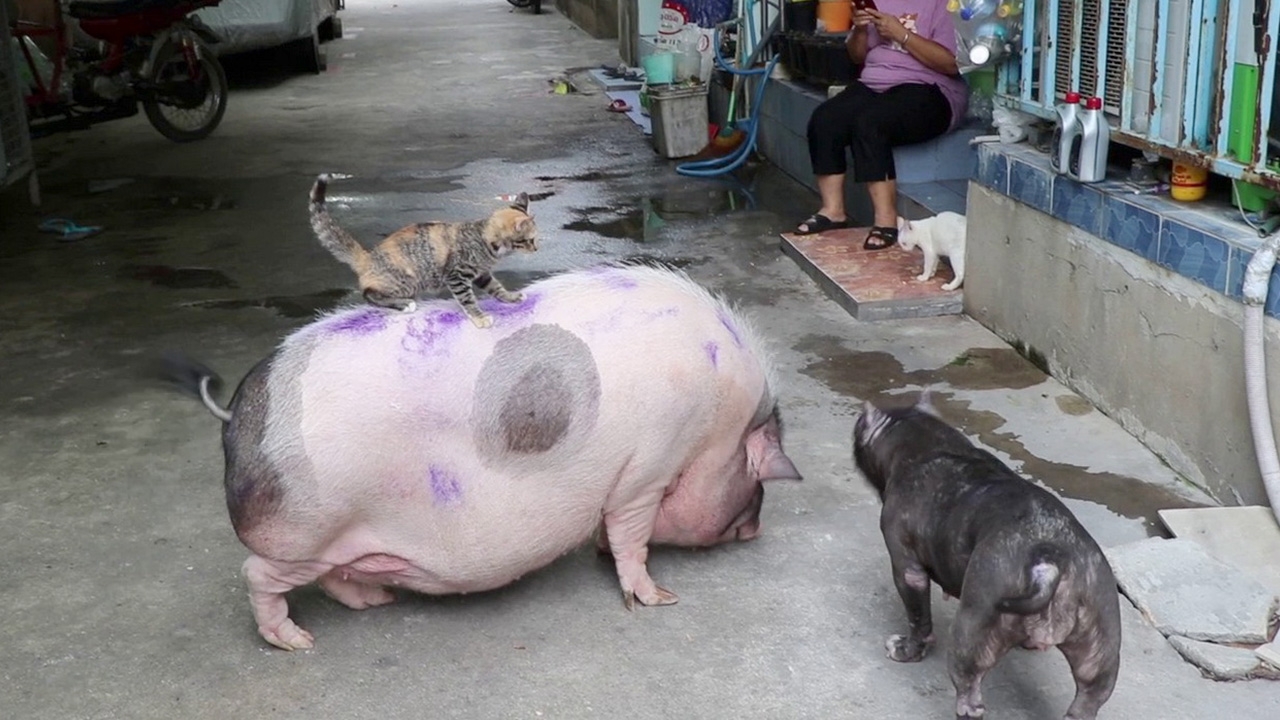 หมูแคระที่ไม่แคระ เพื่อนซี้ต่างสายพันธุ์ หมู หมา แมว อยู่ร่วมกันมีความสุข
