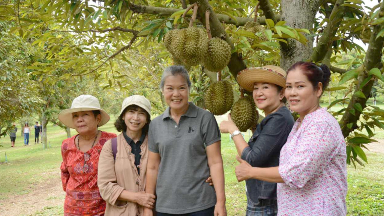 สุดฮิต สวนเกษตรที่สองแคว ชิม ช็อป "กินทุเรียน" เลือกเองจากต้น