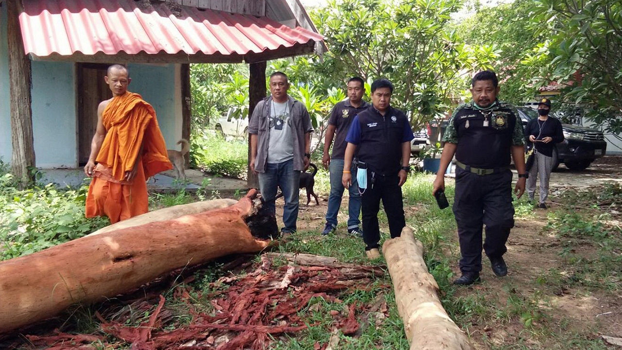 ตัด "ไม้หวงห้าม" 22 ท่อนกลางป่าไทรโยค จับเจ้าอาวาสวัดดัง กาญจนบุรี