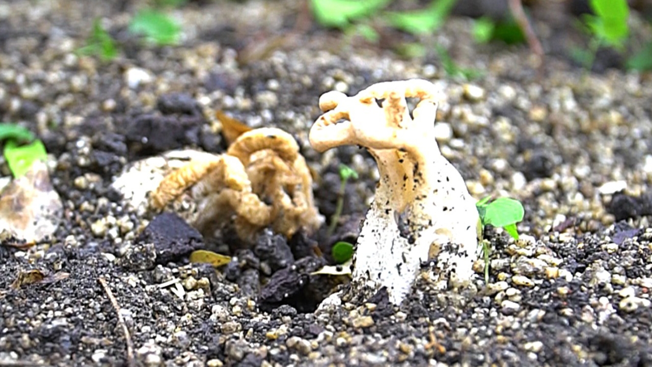 คอหวยแห่ส่อง "เห็ดประหลาด" ไม่พลาด "เลขเด็ด" เจ้าของบ้านยิ้มบอกเคยได้โชค