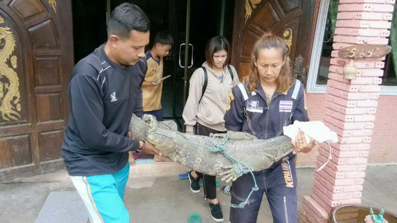 นึกว่าจระเข้ บิ๊กเห้มาให้โชคแต่เช้า วิ่งเข้าบ้านนอนจ้องหน้าทีวี 