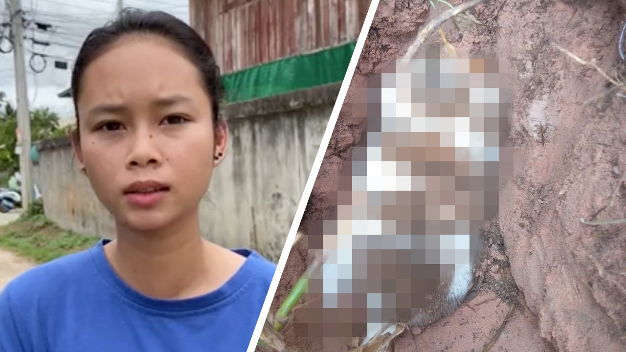  คนใจบาป ตัดหัวลูกหมา วัยเพียงเดือนเศษ ทิ้งซากลำตัวไว้ดูต่างหน้า  