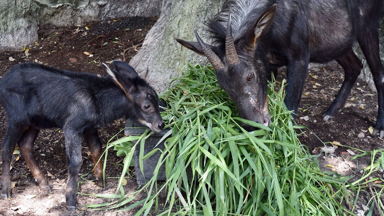 สวนสัตว์เปิดเขาเขียว ได้สมาชิกใหม่ ลูกเลียงผา หนึ่งในสัตว์ป่าสงวนหายาก 