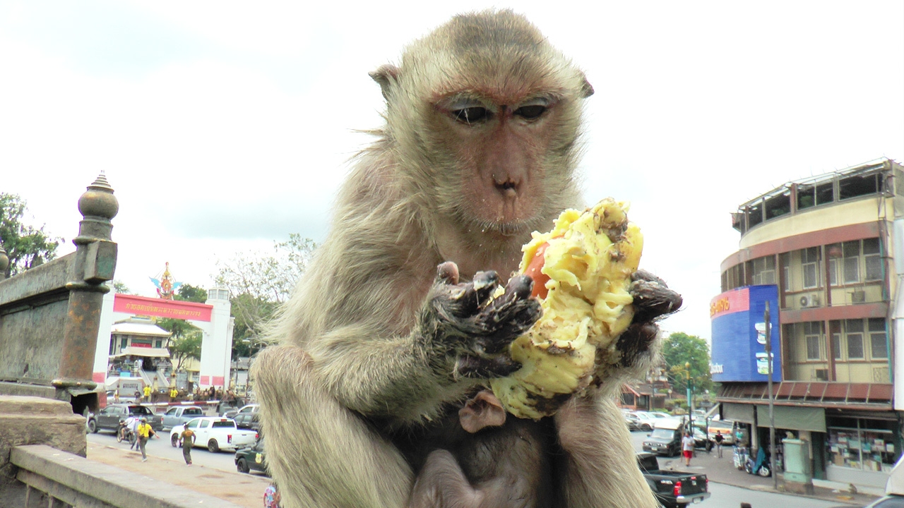 บิณฑ์ ควง ไทด์ นำทุเรียน เงาะ ถั่ว ผลไม้กว่า 3 ตัน ตั้งโต๊ะแจกลิงลพบุรี