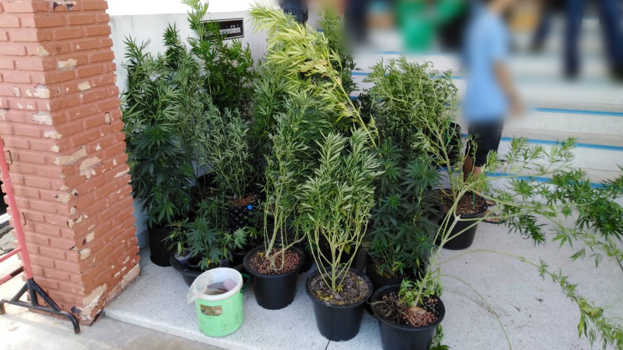 อวสาน "รอยยิ้ม สีเขียว" รวบหนุ่มวัย 24 ปลูกกัญชา 5 สายพันธุ์ ขายออนไลน์