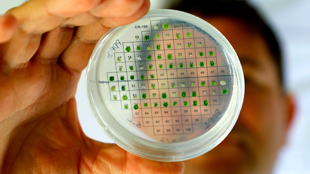 นักวิทย์อิสราเอลผลิตพลังงานจากพืช