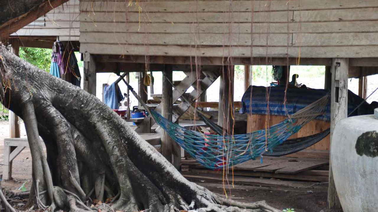 ต่อหัวเสือดุ รังแตกรุมต่อยลุง 63 ดับ หนีไปคลุมโปงยังไม่รอด 