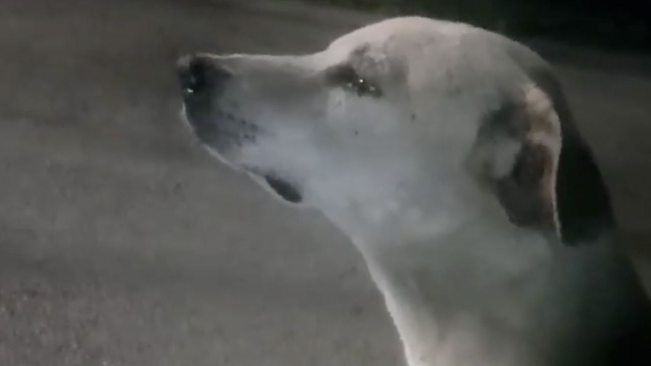 ปลอบผมหน่อย พบน้องหมาร้องไห้เสียใจสะอึกสะอื้น หลังถูกแฟนทิ้ง (คลิป)