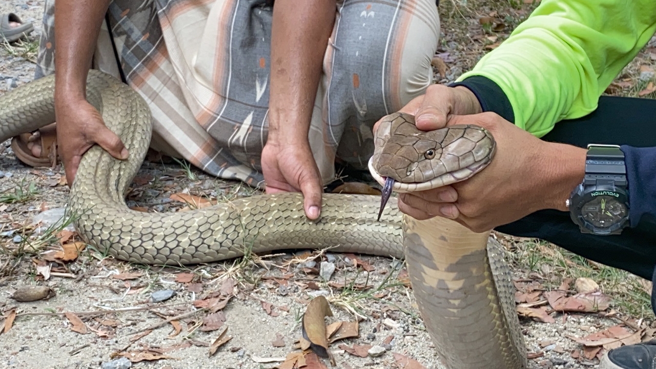 ชาวบ้านกงหราร้องกู้ภัยช่วยจับ งูจงอางยาว 4 เมตรหนัก 8 กก.บุกห้องครัว 