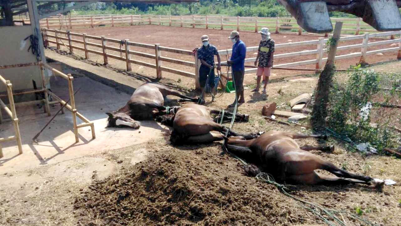 ผวาโรคระบาดม้า ที่ปากช่อง ตายแล้ว 42 ตัว แฉมีคนแอบนำ "ม้าลาย" เข้ามา