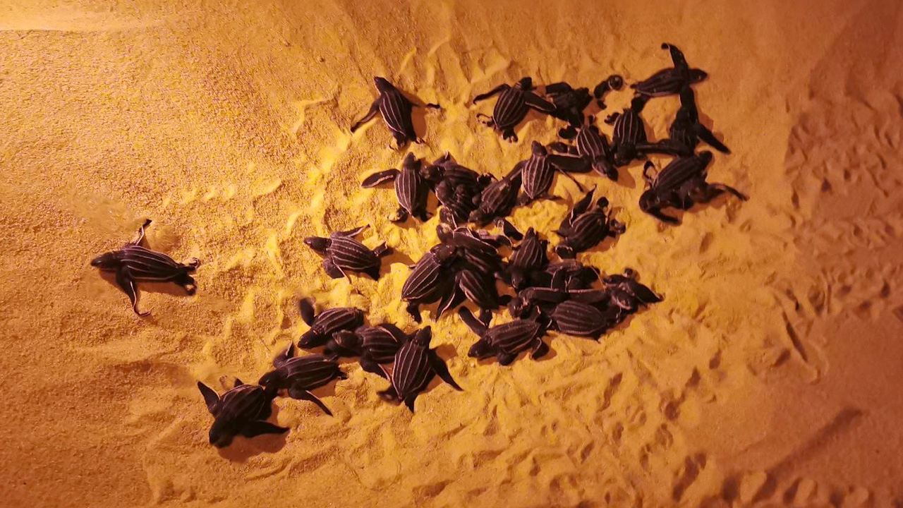 ลูกเต่ามะเฟืองรังที่ 8 หน้าหาดท้ายเหมือง ขึ้นจากหลุมฟักกลับสู่ทะเลแล้ว