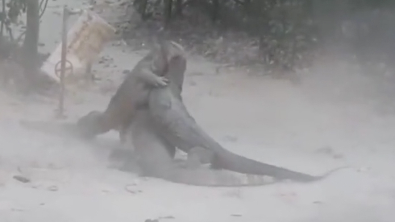 ตะกวดยักษ์เกาะห้อง 3 ตัวตะลุมบอนฟัดกันฝุ่นกระจาย เหตุแย่งกันเป็นจ่าฝูง