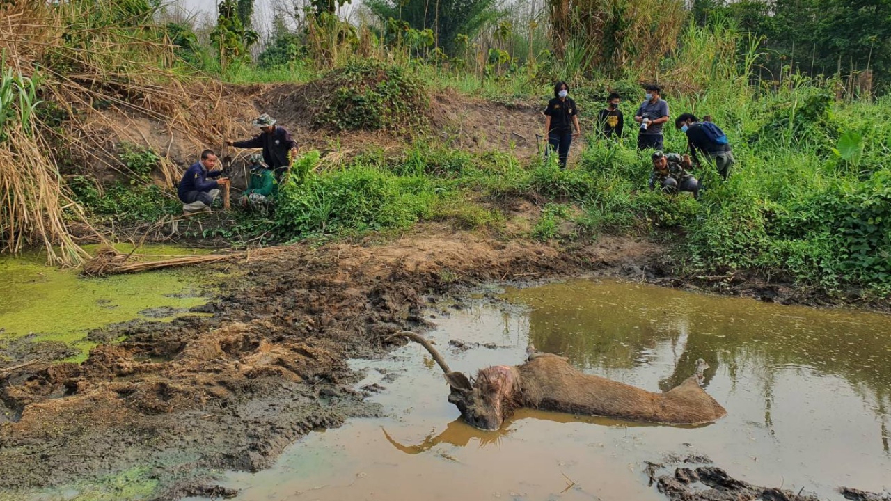 ป่า อช.แม่วงก์สมบูรณ์จริง พบซากกวางป่าคาปลักน้ำ ถูกเสือโคร่งขย้ำจนตาย 