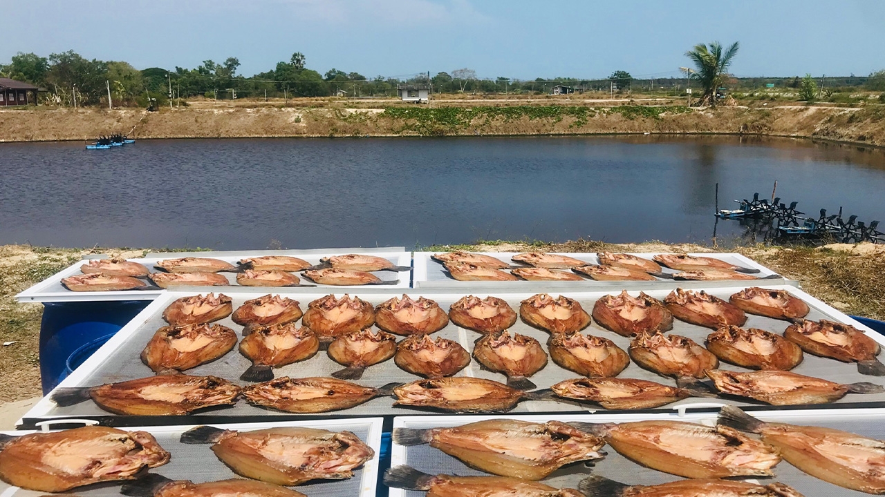หนุ่มทำบ่อเลี้ยงปลากะพง เจอโควิดทำพิษไร้ลูกค้า จับทำปลาแดดเดียวขายแทน