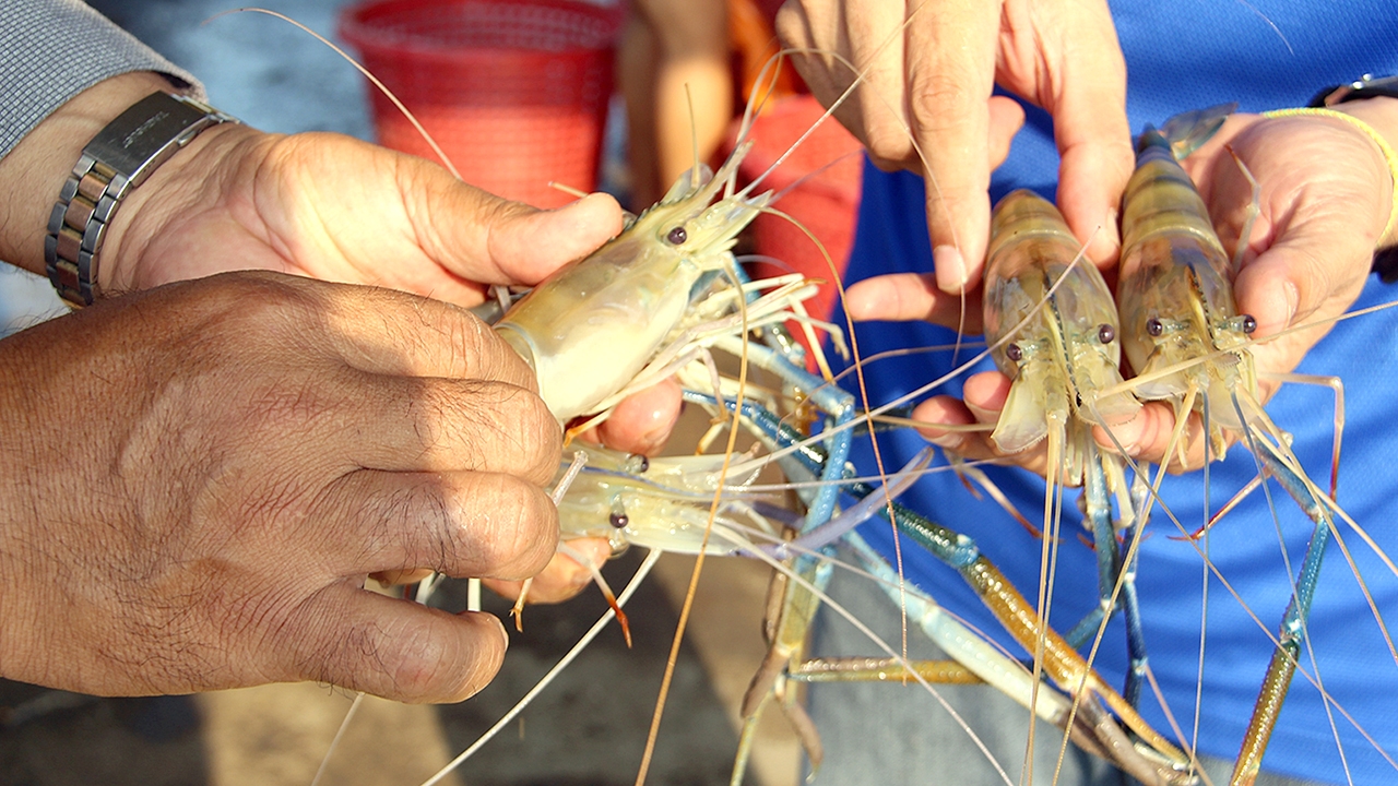 คนเลี้ยงกุ้ง วอนรัฐช่วยระบาย "กุ้งก้ามกราม" ตกค้าง 500 ตัน ส่งออกไม่ได้