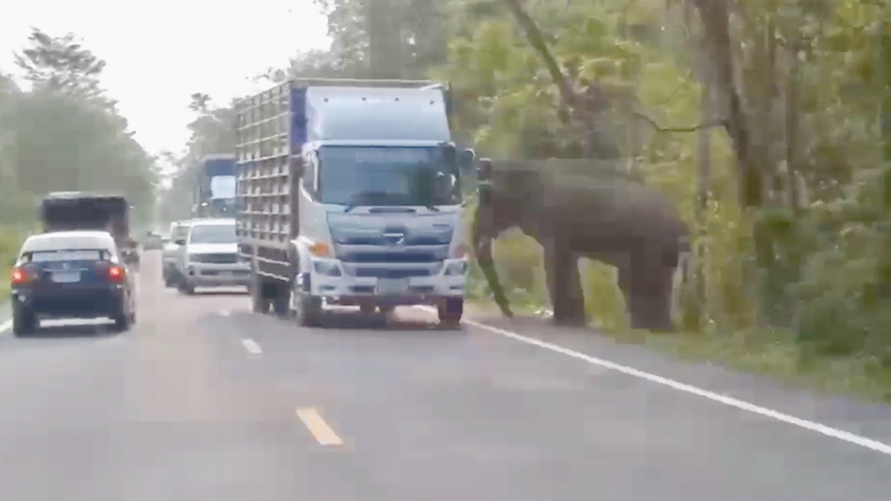 "ไอ้จอมดื้อ" ช้างป่าเขาอ่างฤาไน สุดแสบ เกเรงัดรถพลิกคว่ำ บาดเจ็บ 1