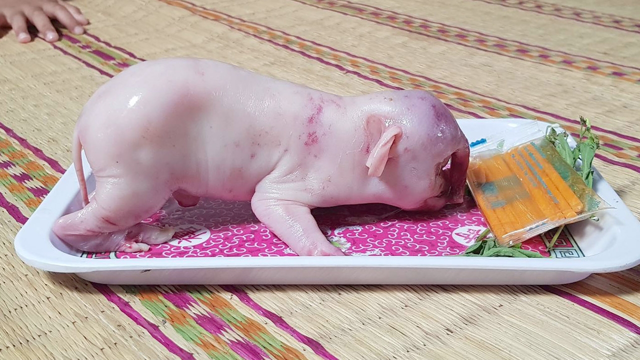 คอหวยเฝ้ามอง ลูกหมูป่า มีหู มีงวงเหมือนช้าง เจ้าของขอเก็บเป็นสิริมงคล