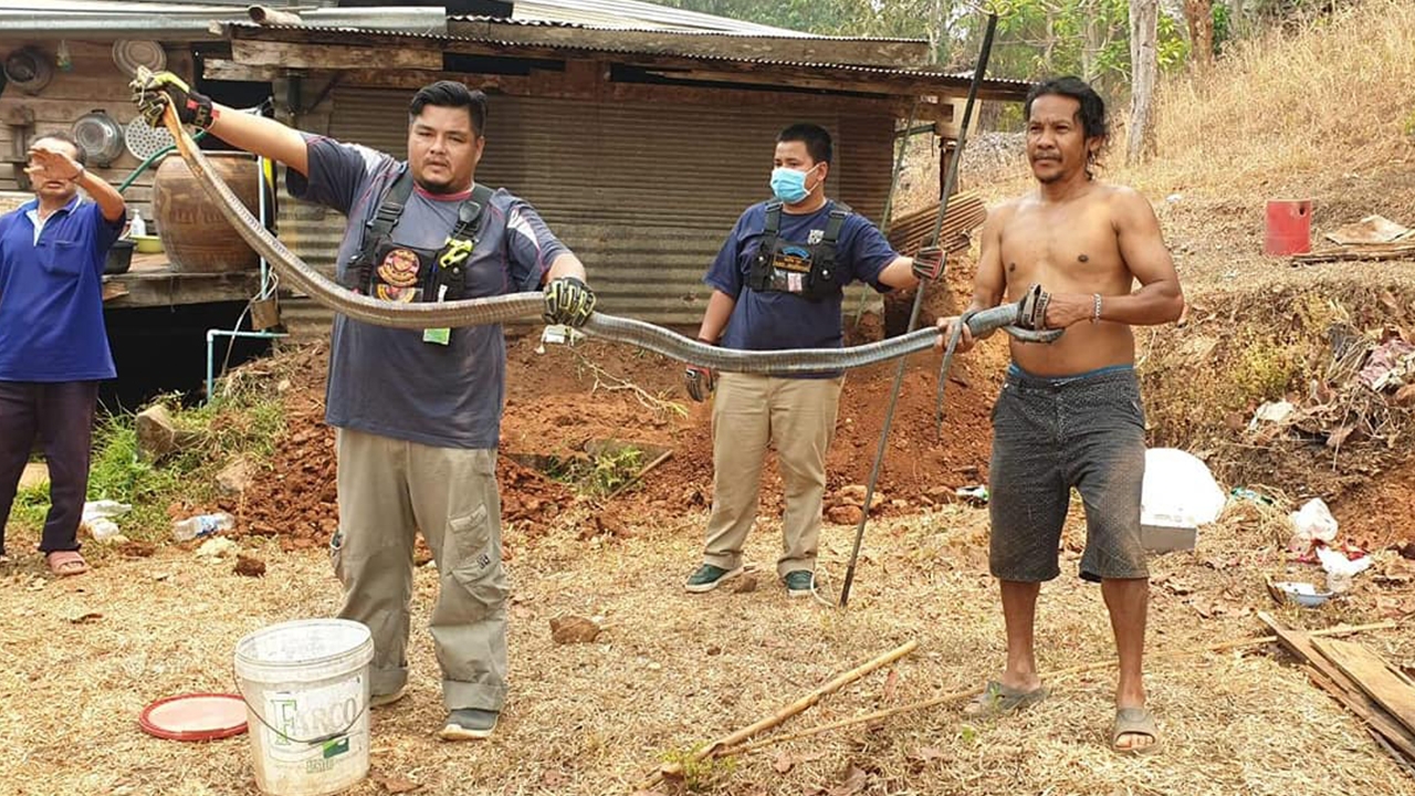 กู้ภัยตากจับงูจงอางตัวเมียยาว 5 เมตร คาดตามหาตัวผู้ที่จับได้ก่อนหน้า