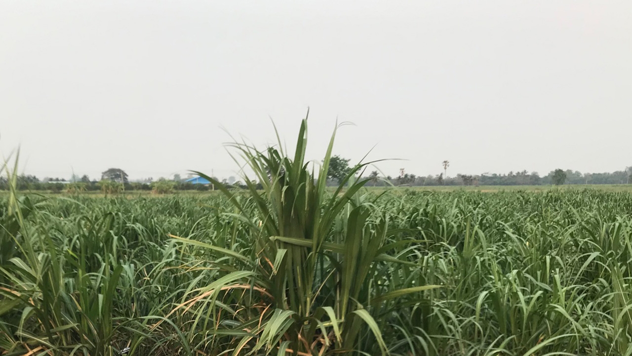 สาวเมียนมาตายปริศนาในป่าอ้อย ชาวบ้านผวาเป็นโควิด จนท.เร่งส่งศพชันสูตร