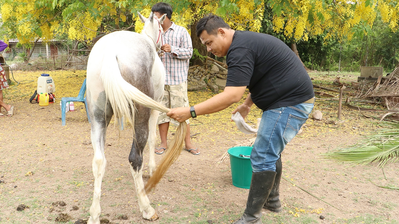 คนเลี้ยงม้าวิตก กาฬโรคแอฟริกา ระบาด เร่งพ่นฆ่าเชื้อคอก เช็ดน้ำยาไล่แมลง