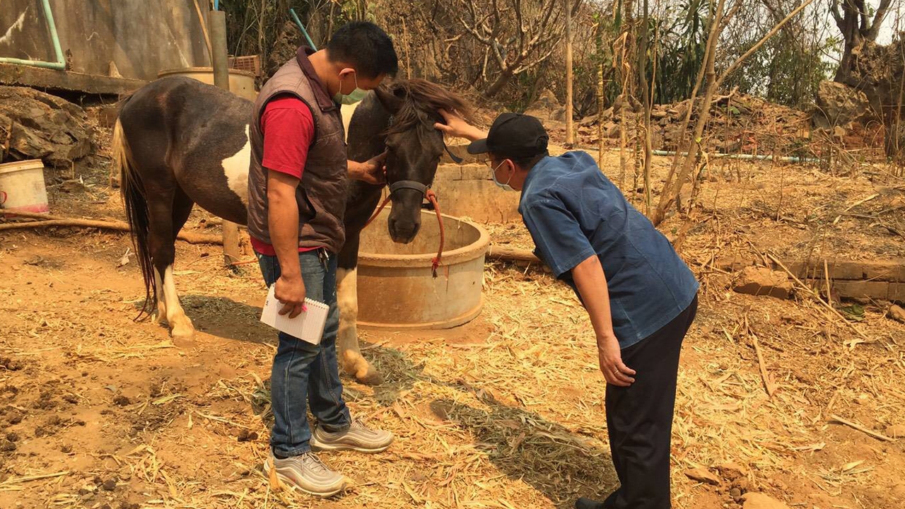 ปศุสัตว์ เร่งพิจารณาใช้วัคซีนป้องกันการระบาดกาฬโรคม้า