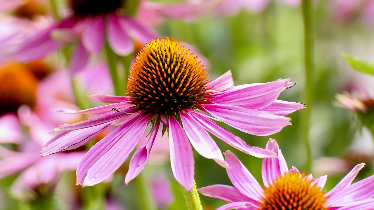 ไขความลับ “ดอกอิชิเนเชีย” (Echinacea)