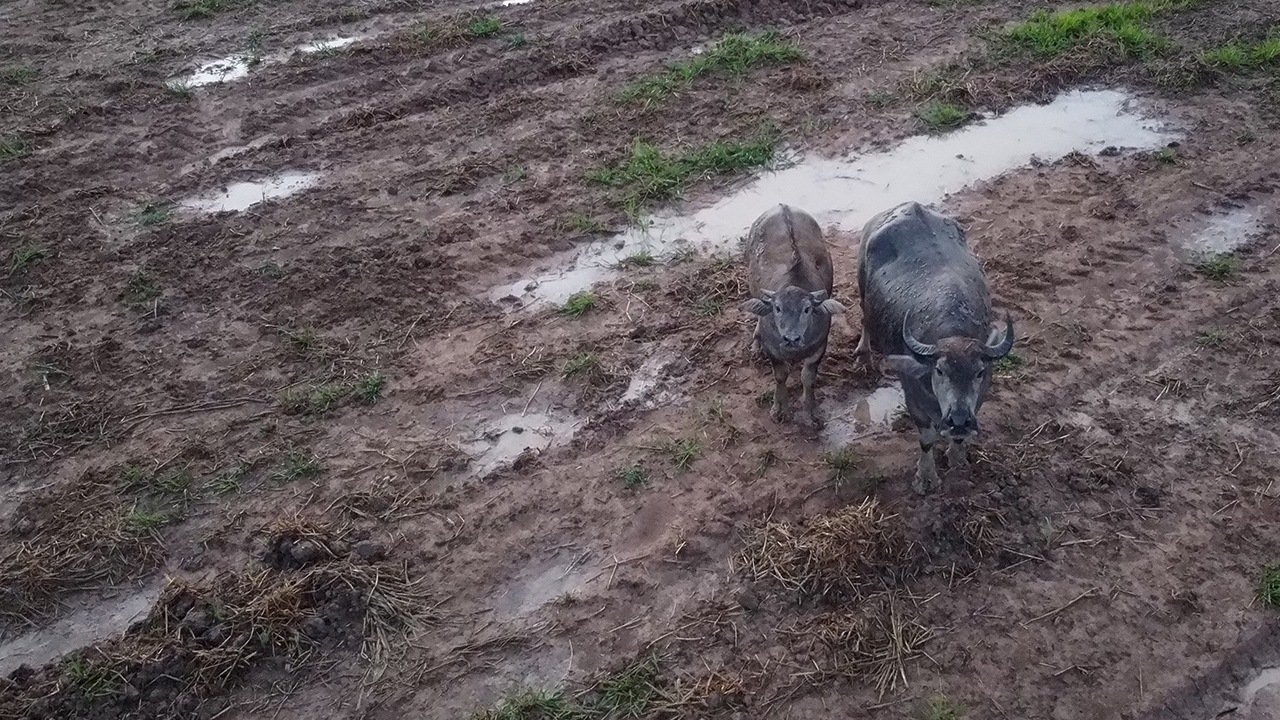 ควายแม่นวลคลุ้มคลั่งไล่ขวิด 2 ยายหลานดับ 1 เจ้าของก็ยังเข้าใกล้ไม่ได้