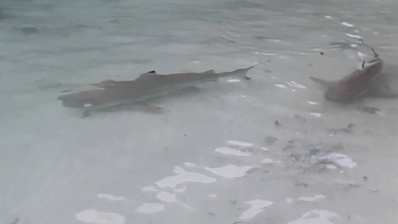 เกาะห้องวันนี้พบฝูงฉลามหูดำหลายสิบตัว หลังโควิด-19 ทำนักท่องเที่ยวหาย (คลิป)