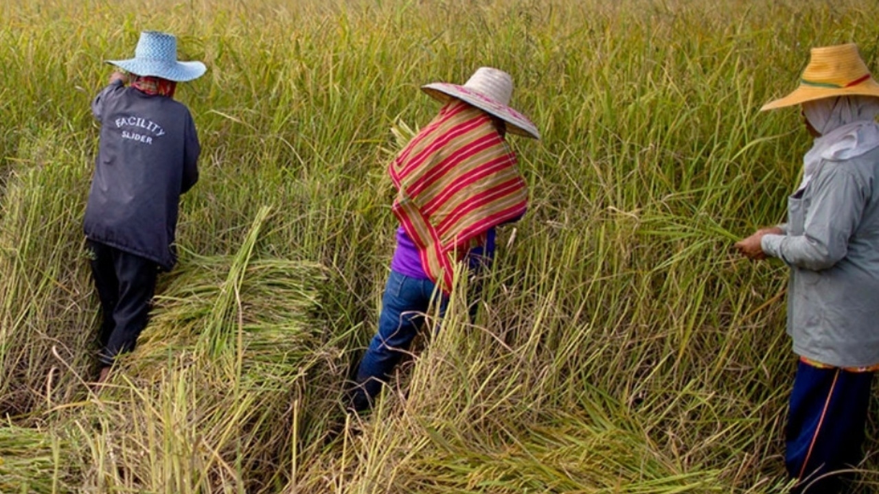 เปิดรายละเอียด ประกันภัยข้าวนาปี คุ้มครองภัยธรรมชาติ 7 ประเภท