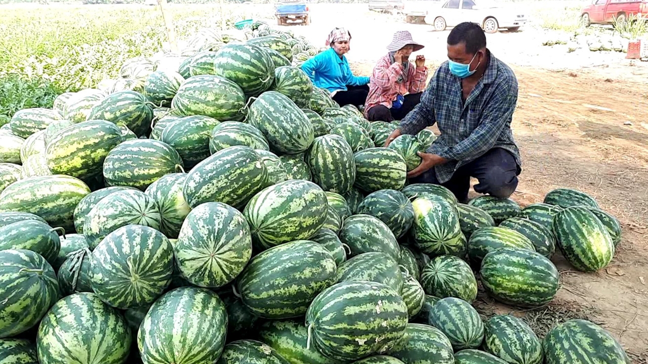 ชาวสวนแตงโมปราณบุรีโอด โควิดพ่นพิษระบายผลผลิตไม่ได้ วอนช่วยมาซื้อ
