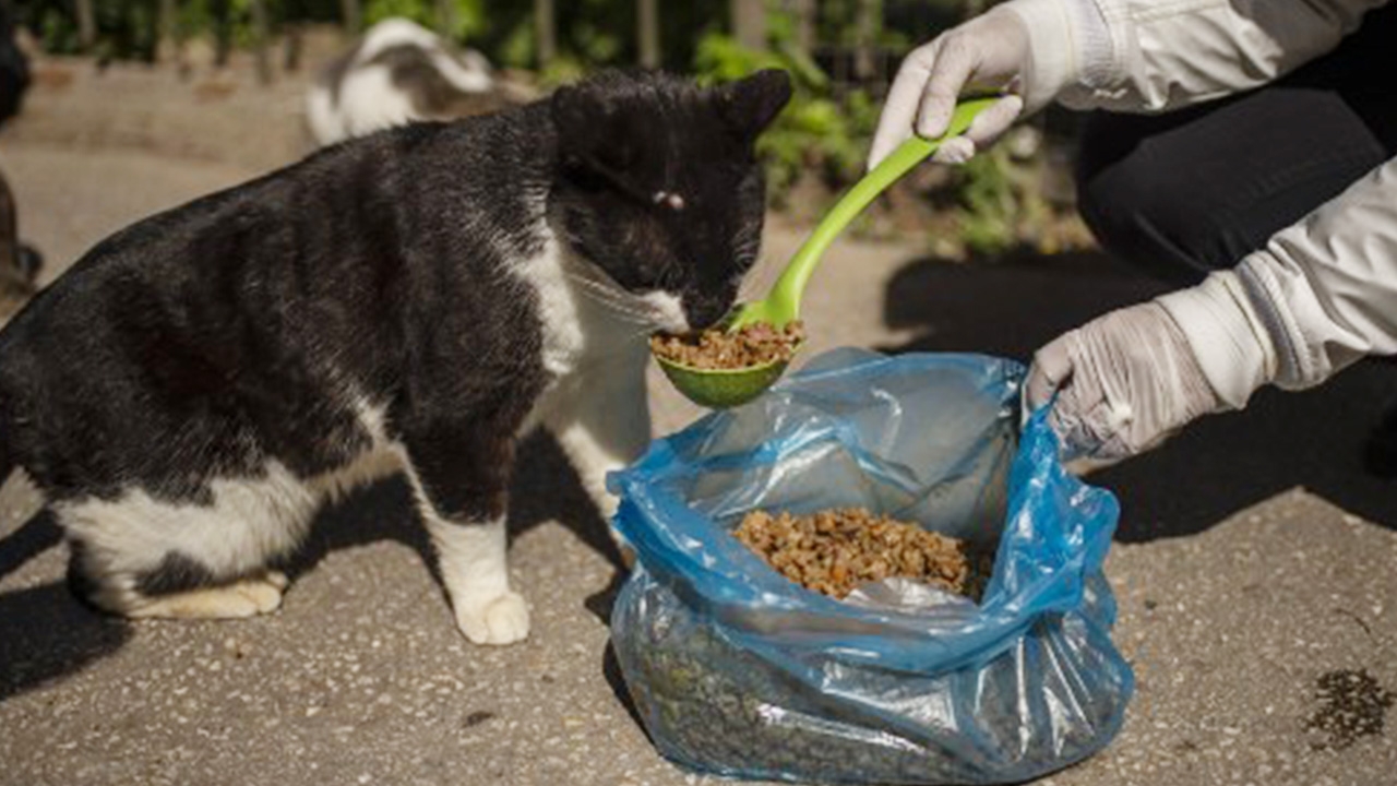 WHO เร่งตรวจสอบ ผลวิจัยพบแมว เป็นสัตว์เลี้ยงติดเชื้อโควิดง่ายสุด