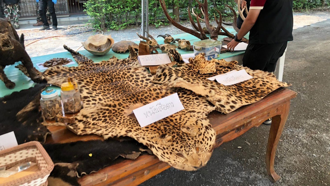 “พญาเสือ” บุกจับกุม ไตรเวทย์ มีซากสัตว์ซุกอาศรม