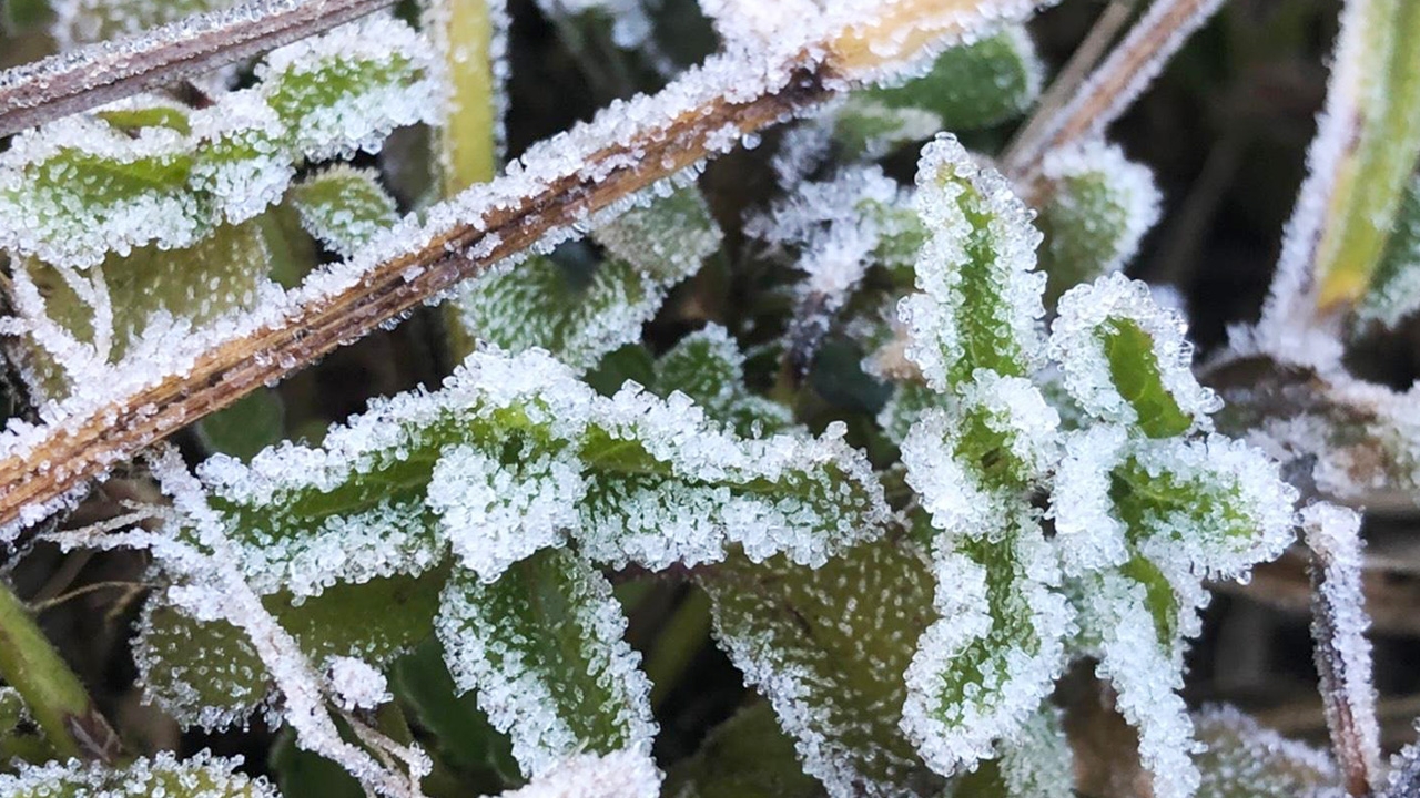 เหมยขาบแรกของหน้าหนาวปี 63 โผล่ที่กิ่วแม่ปาน ดอยอินทนนท์หนาวสุด 3 องศาฯ