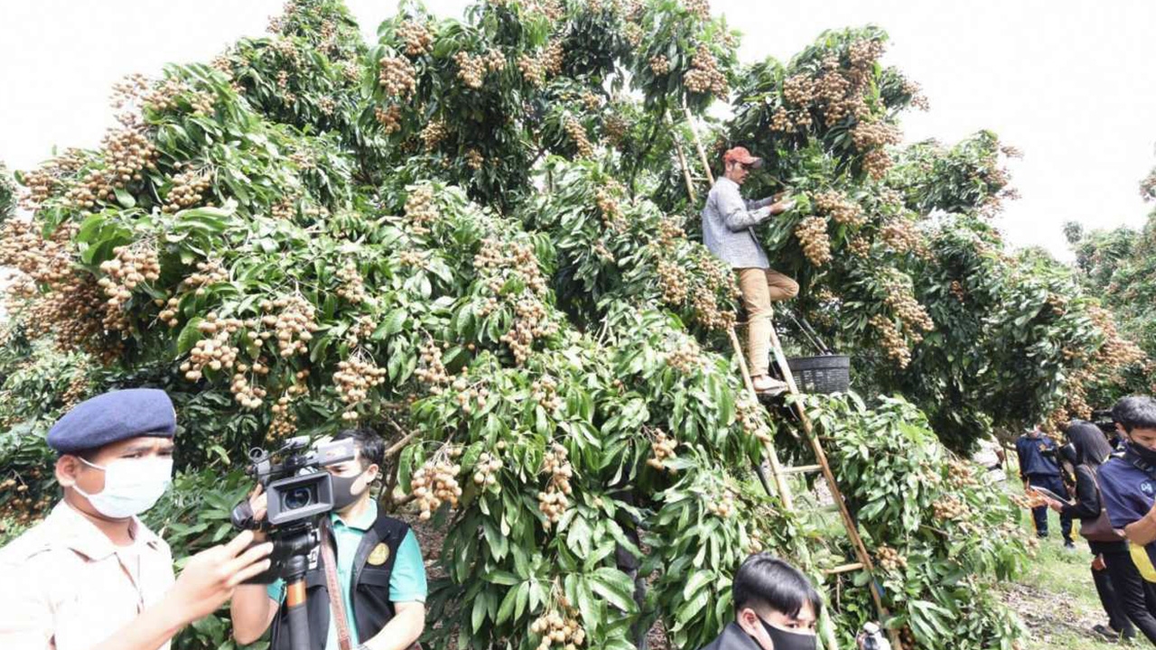 ชาวสวนร้อง ลำไย 4 หมื่นล้าน ไร้คนเก็บ ต้องการแรงงาน 2.5 หมื่นคน 