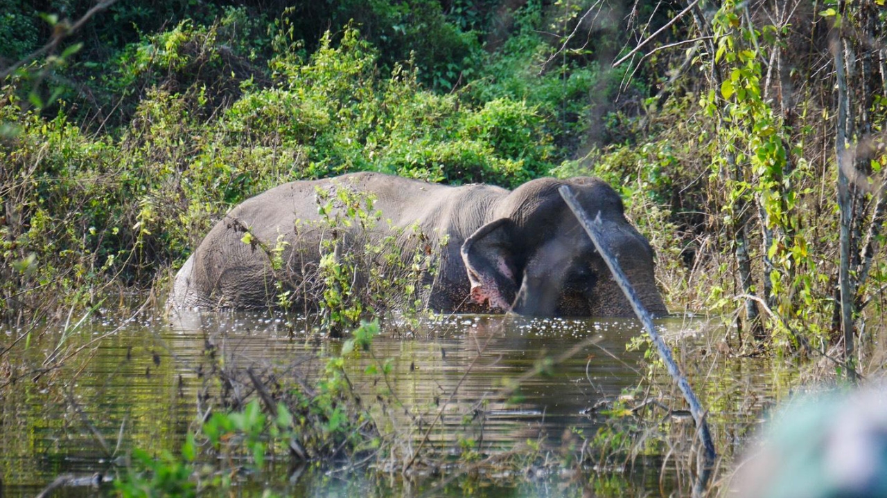 สัตวแพทย์ รุดดูอาการช่วยช้างสีดอบาดเจ็บในป่าบ้านป่าเด็ง อช.แก่งกระจาน