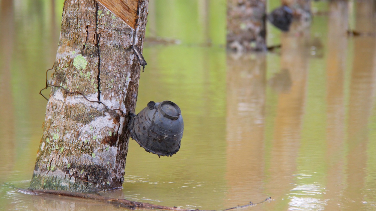 น้ำท่วมพัทลุง 2 วันหลายพื้นที่คลี่คลาย จับตาฝนตกอีกระลอก 30 พ.ย.-3 ธ.ค.