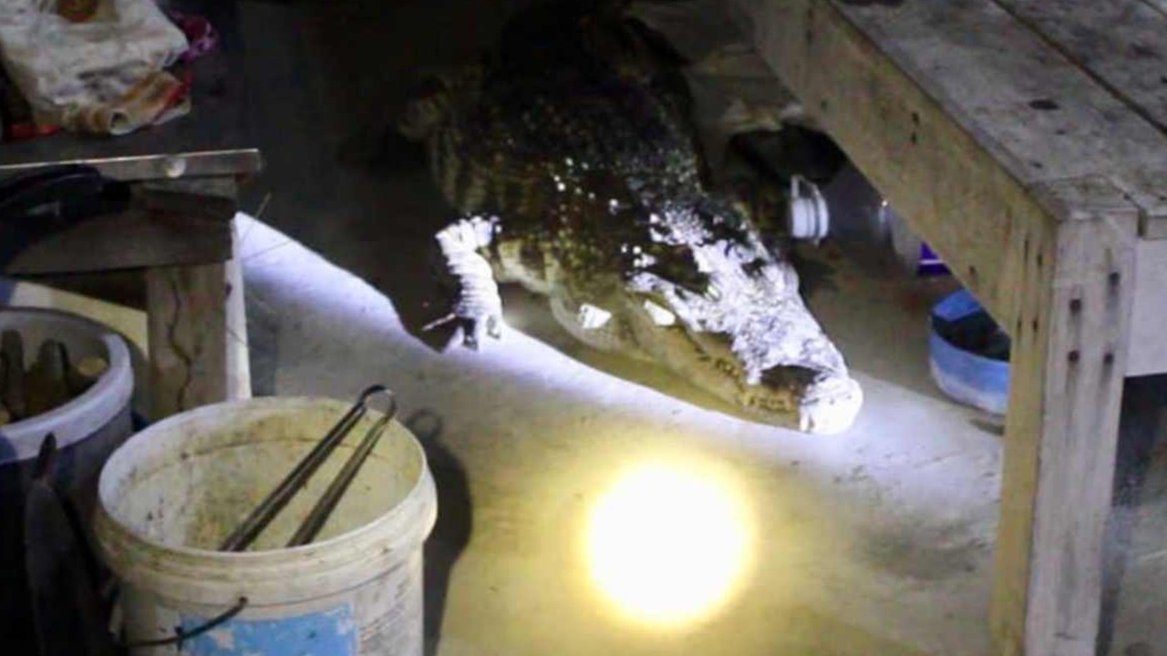 หนุ่มสุรินทร์เกือบช็อก ตื่นฉี่ตอนตี 3 หวิดเป็นเหยื่อจระเข้ 