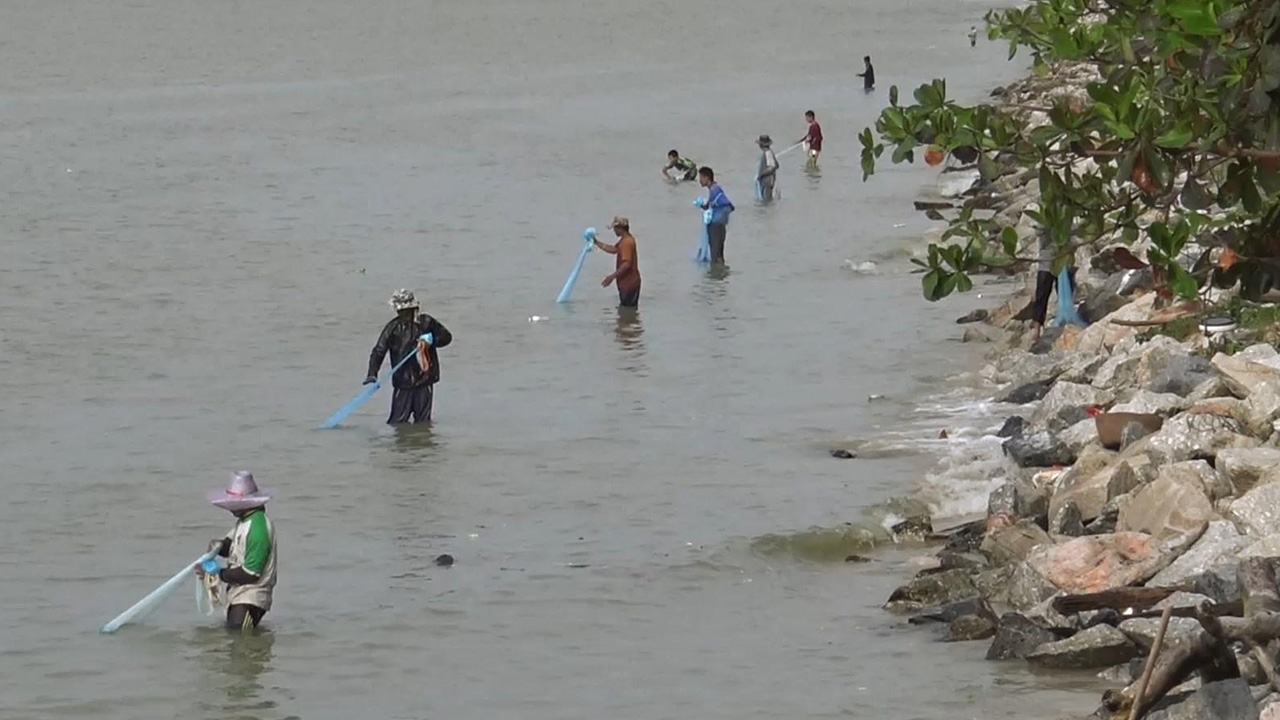 ชาวประมงแห่ทอดแห ปากร่องน้ำทะเลสาบสงขลา จับปลากระบอกขายทำรายได้งดงาม