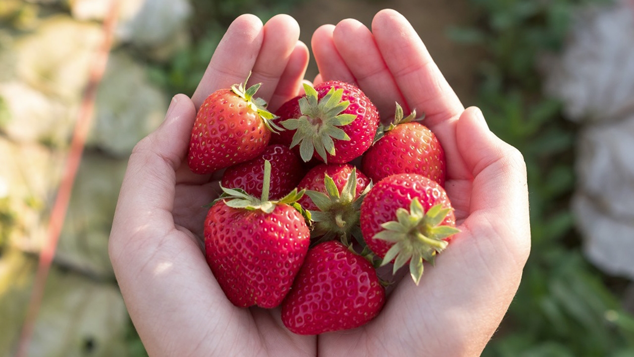 30 ที่เที่ยวเพชรบูรณ์ เขาค้อ หล่มสัก รับปีใหม่ 2564