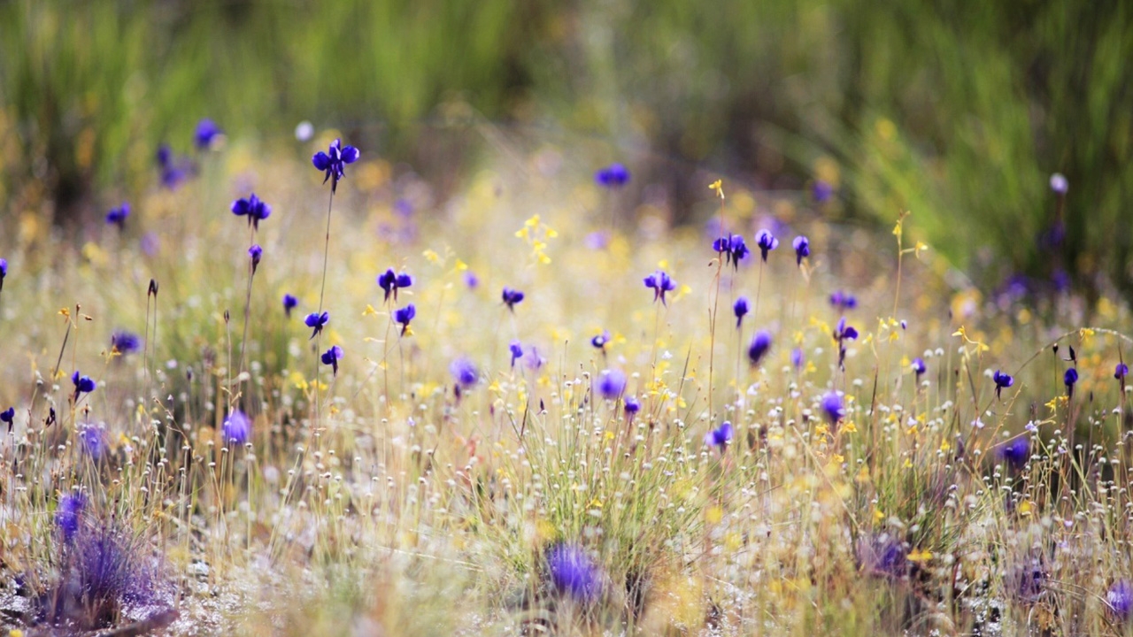 ใกล้ชิดธรรมชาติ ดูน้ำตก ชมทุ่งดอกหญ้า วนอุทยานฯผาหลวง 