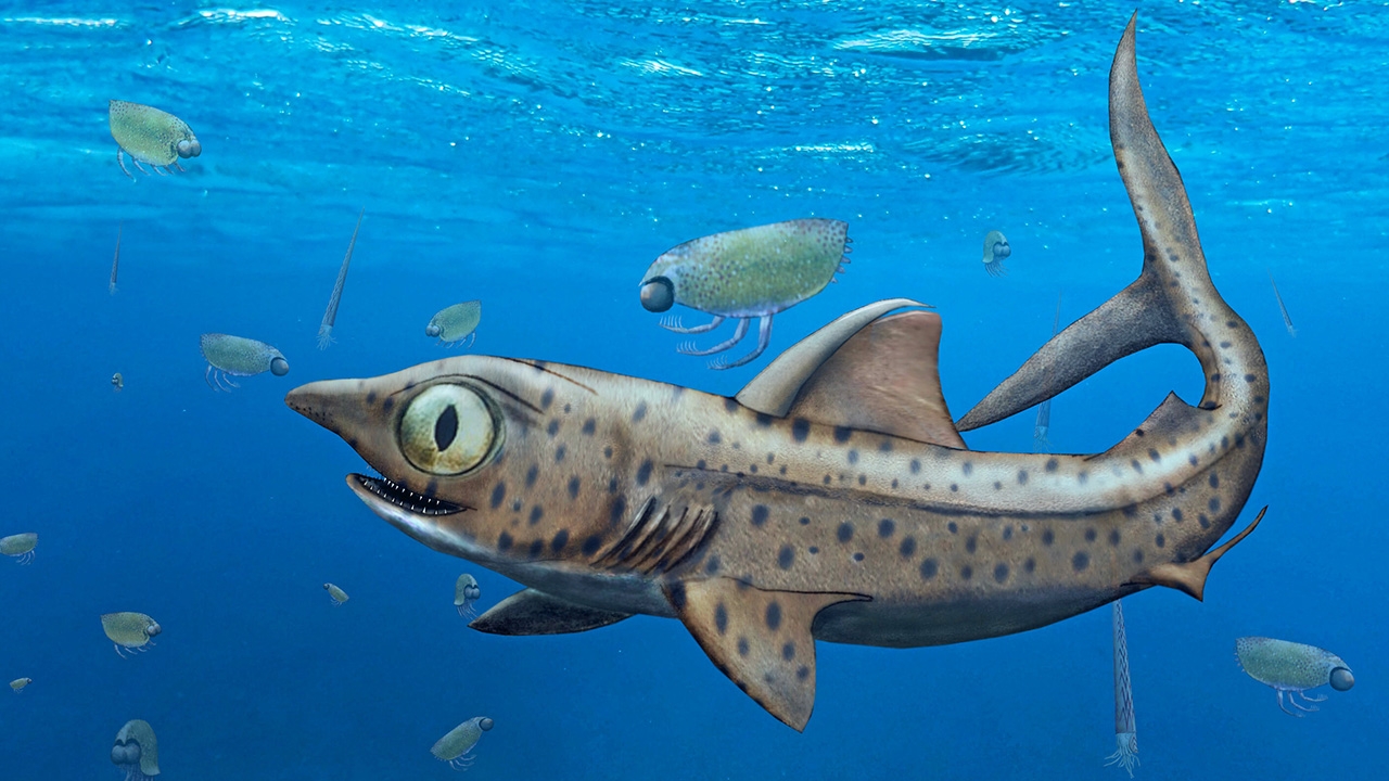 ศึกษาฟันของฉลามยุคก่อนประวัติศาสตร์