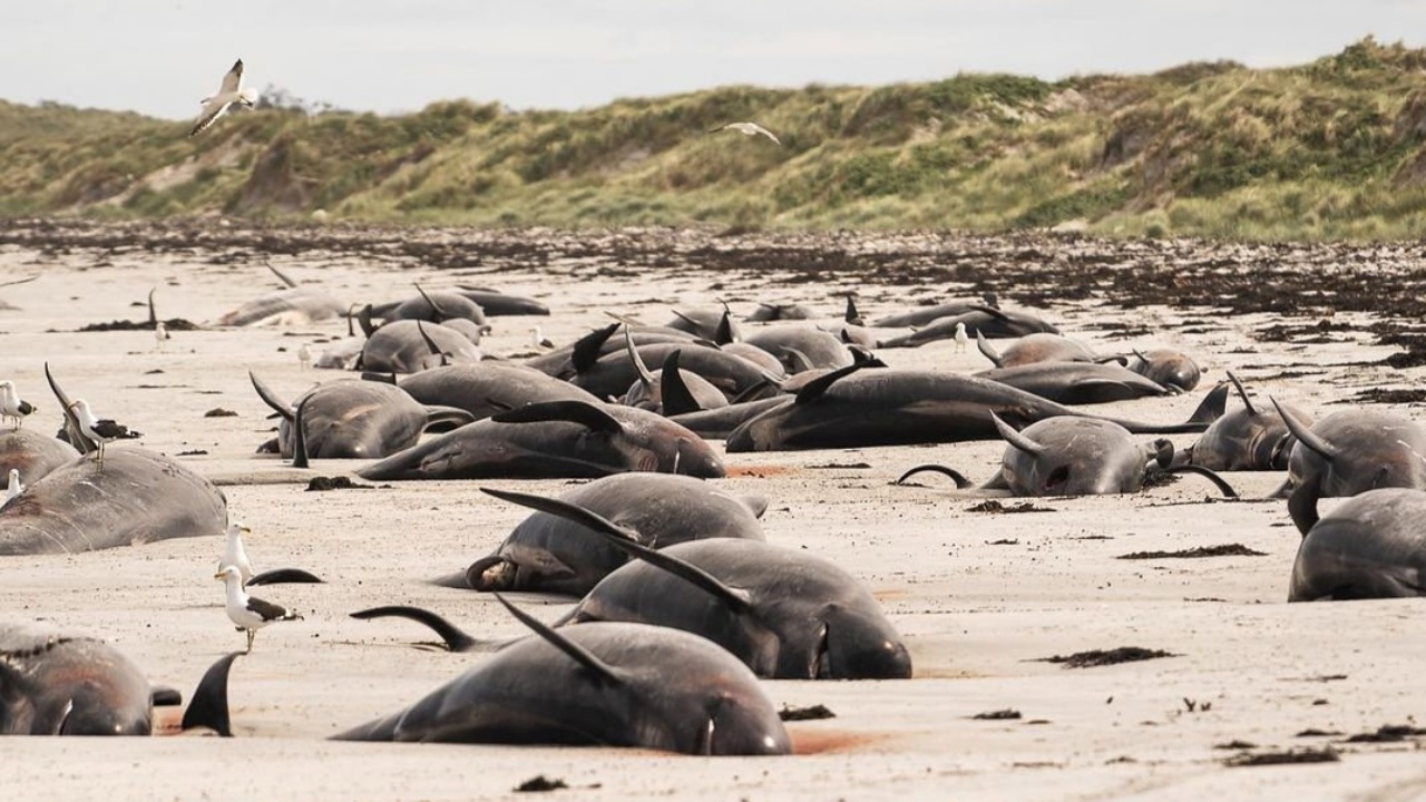 อีกแล้ว! วาฬเกยตื้นเกือบร้อยตัวที่นิวซีแลนด์