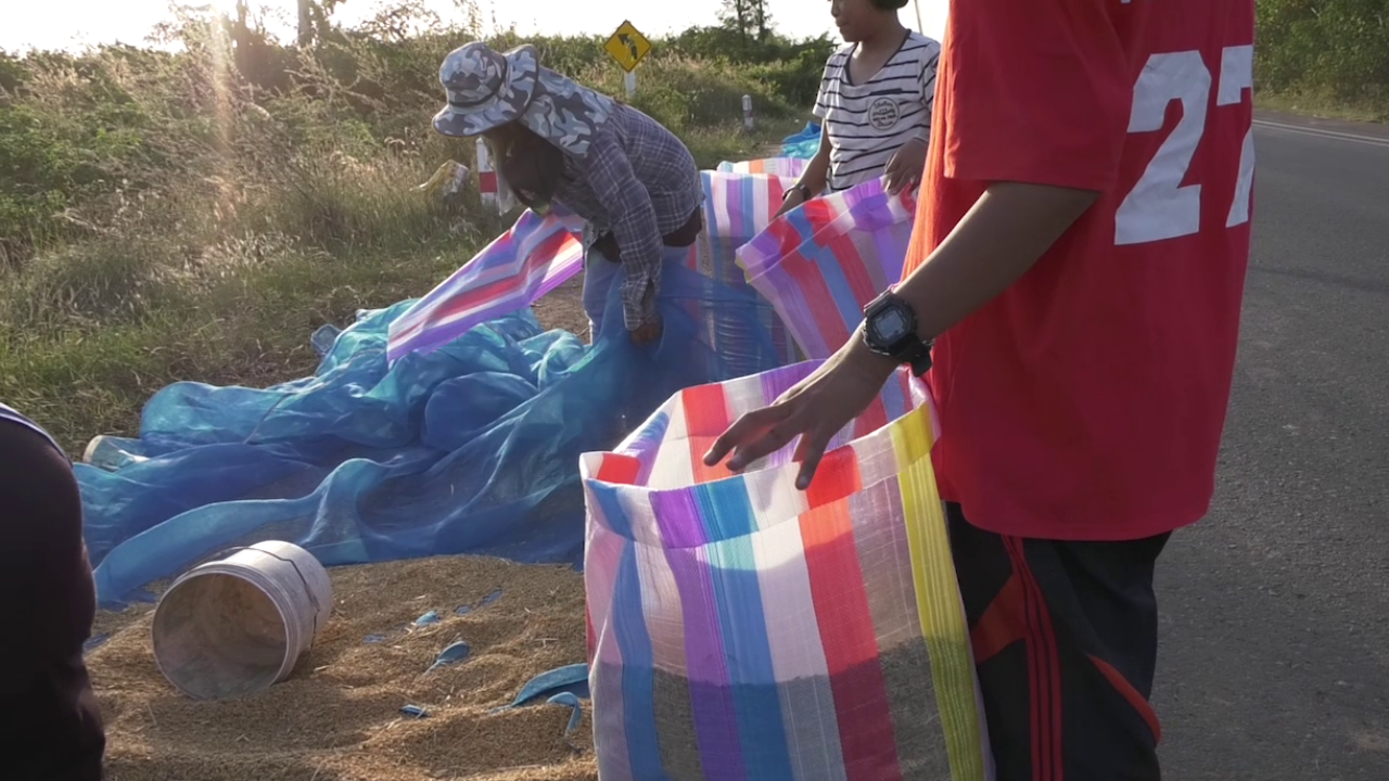 ชาวนาน้ำตาซึม วัยรุ่นใช้รถซิ่ง จอดริมถนน ช่วยกันกรอกขโมยข้าวเปลือก 