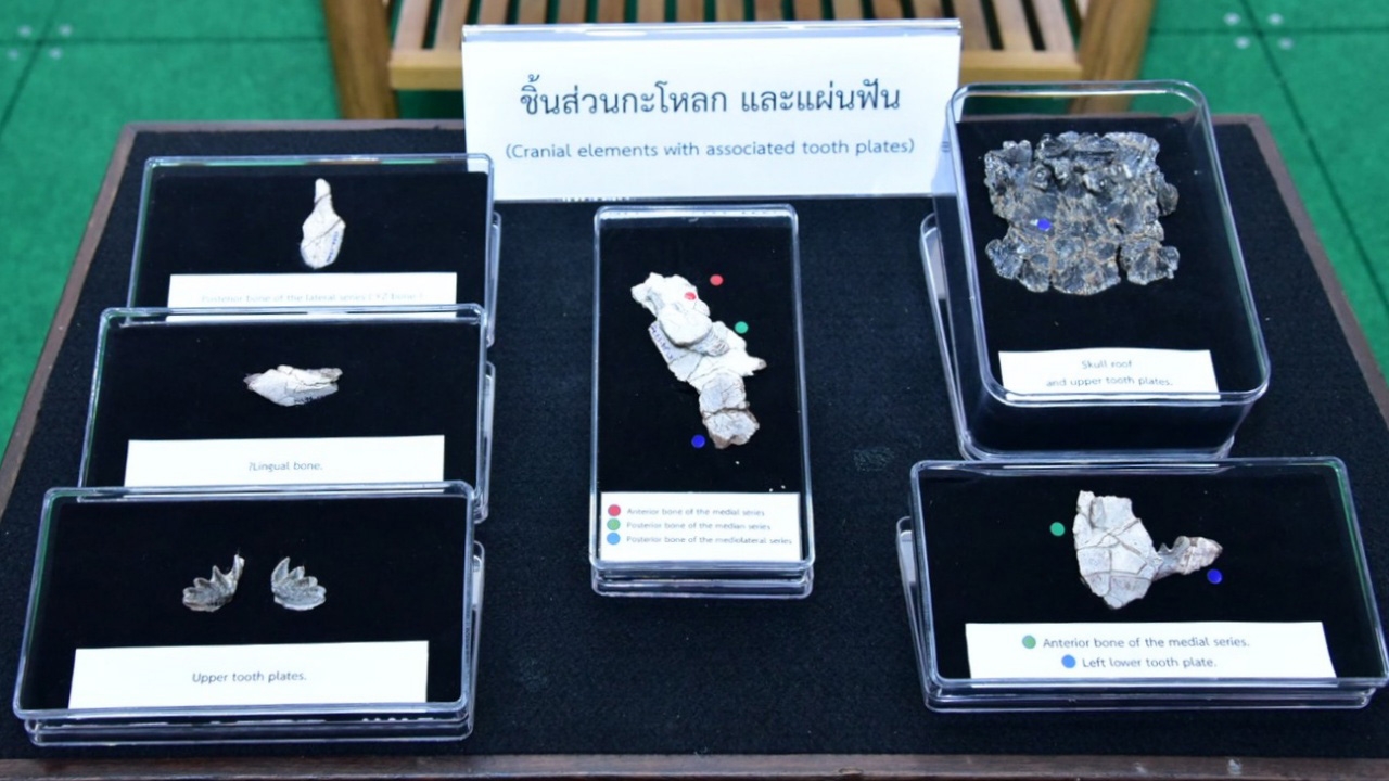 กระทรวงทรัพย์ฯ เผยพบฟอสซิล ปลาปอดชนิดใหม่ของโลก อายุ 150 ล้านปี 