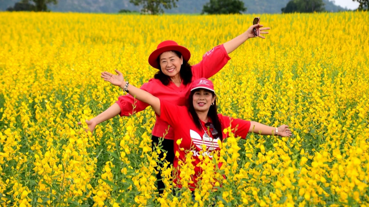 เหลืองอร่ามรับลมหนาว "ทุ่งปอเทือง" แลนด์มาร์คใหม่ ที่เพชรบูรณ์ (คลิป)